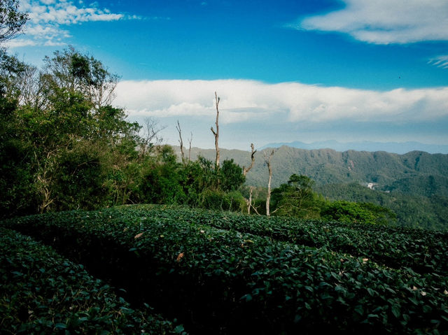坪林烏窟子山欣賞梯田式的茶園美景