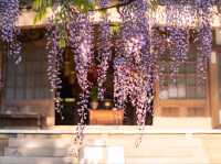 Petals and Peace: Rinsenji’s Springtime Secret