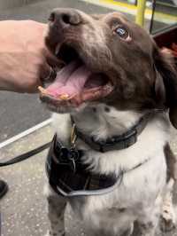 格拉斯哥一日遊必去！波洛克鄉村公園（Pollok Country Park）🏞️🐂🐕✨  