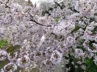 Cherry Blossom Wonderland Along the Shingashi River