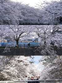 Tokyo Cherry Blossoms | This Spring's Hidden Gem: Inagi's Mizogawa Sakura Corridor