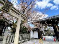 內行人才知道的京都賞櫻景店---本滿寺
