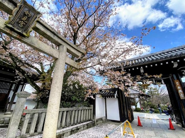 內行人才知道的京都賞櫻景店---本滿寺