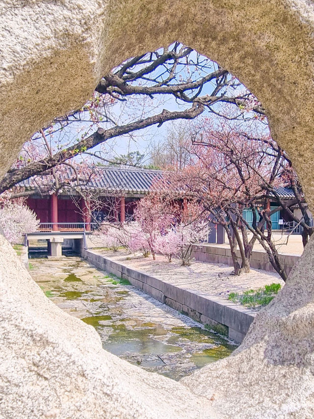 💕서울 가족과 함께 걷기좋은 코스 추천 창경궁🪾