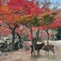 Just an Hour from Osaka: A Charming World of Deer, Temples & Tranquility