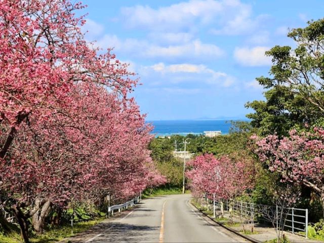 沖繩賞櫻-今歸仁城跡，日本百大名城的美麗與哀愁。