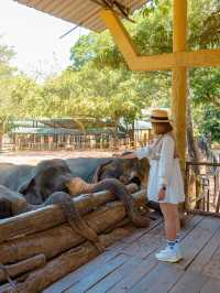 Pinnawala Elephant Orphanage ศูนย์ช่วยช้างถูกทิ้ง🐘
