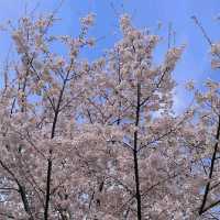 Daejeon in Bloom: A Springtime Escape in Korea’s Science City