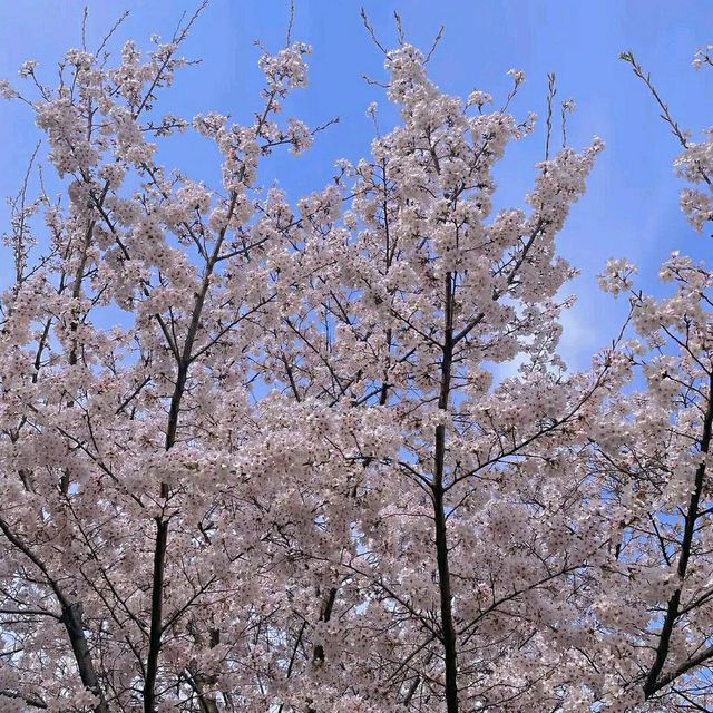 Daejeon in Bloom: A Springtime Escape in Korea’s Science City