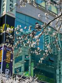 Gwangju in Bloom: A Tranquil Cherry Blossom Escape
