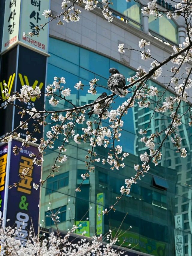 Gwangju in Bloom: A Tranquil Cherry Blossom Escape