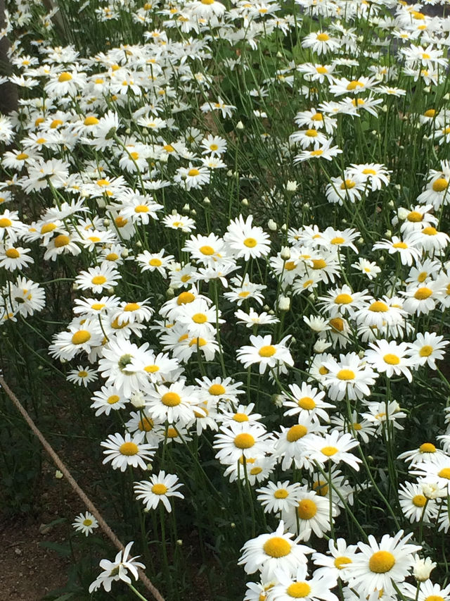 서울근교 계란후라이 맛집 🍳🌼🤍