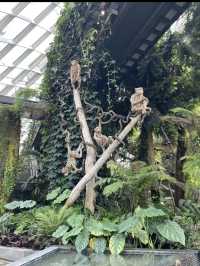 新加坡雲霧林｜高空瀑布＋冷氣森林夢幻又涼爽