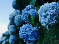 台北｜陽明山繡球花季起跑 一個月花期限定絕美花海