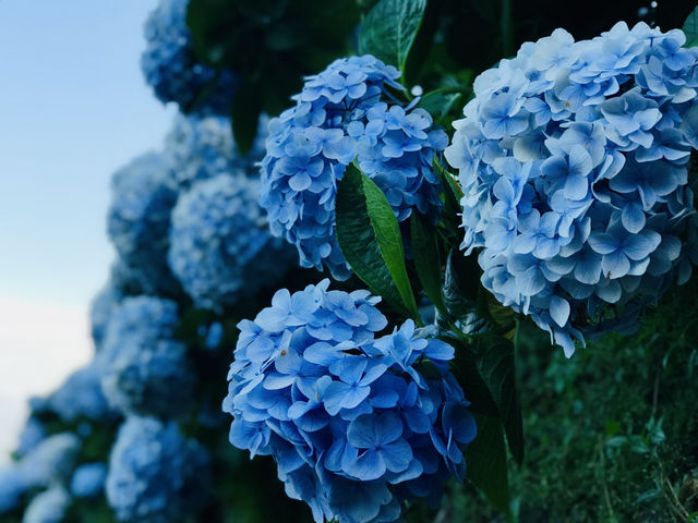 台北｜陽明山繡球花季起跑 一個月花期限定絕美花海