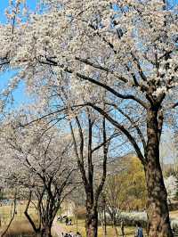 Title: Yongsan Family Park – A Tranquil Retreat in the Heart of Seoul