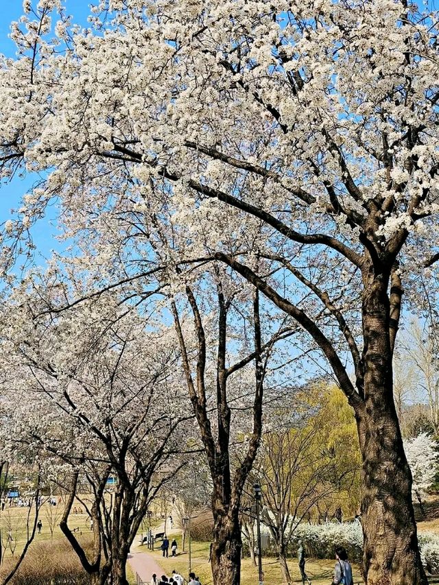 Title: Yongsan Family Park – A Tranquil Retreat in the Heart of Seoul