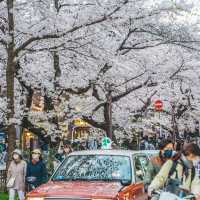 Japan – Where Trains Glide Through Pink Seasons