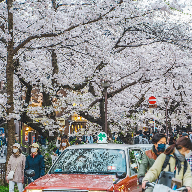 Japan – Where Trains Glide Through Pink Seasons