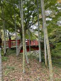 Izu's Bamboo Forest Path: A Whispering Green Tunnel Through Time