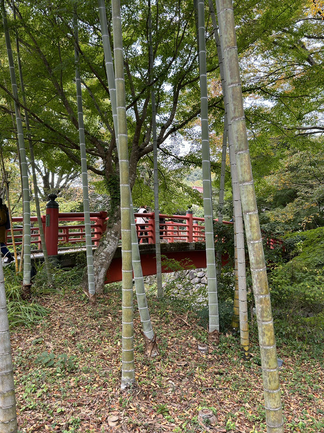 Izu's Bamboo Forest Path: A Whispering Green Tunnel Through Time