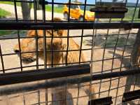 你知道日本有動物園可以餵獅子吃肉嗎？