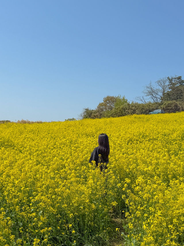 부안 유채꽃 명소 수성당 💛