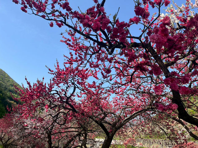 【花桃の里で出会う、梅の花の春景色🌸✨】