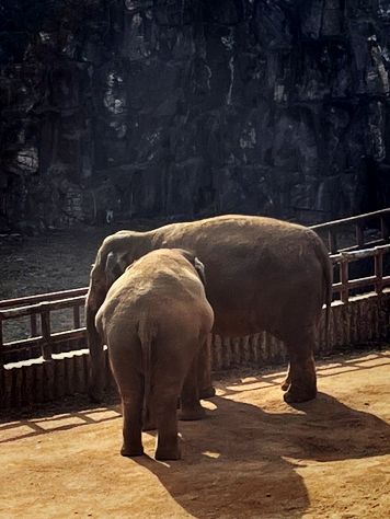 『ソウル動物園🐅』IN Korean🇰🇷