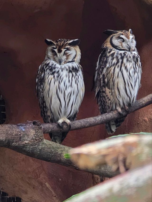 해외여행 브라질 이과수 조류동물원 Parque das Aves