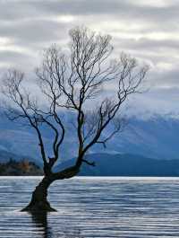 That Famous Tree: A Peaceful Moment at Lake Wanaka