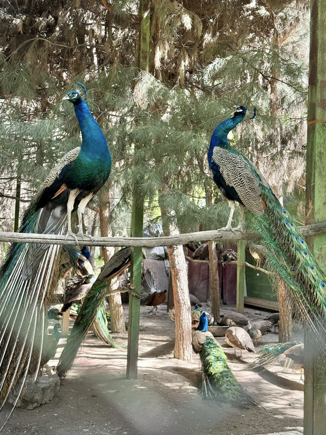 A Day in Dushanbe for Under $10 – Parks, Cafés & Local Vibes