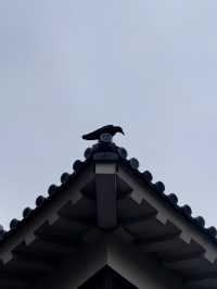 松山｜3個家族4種家徽 多次火災重建的機關巧妙的松山城 