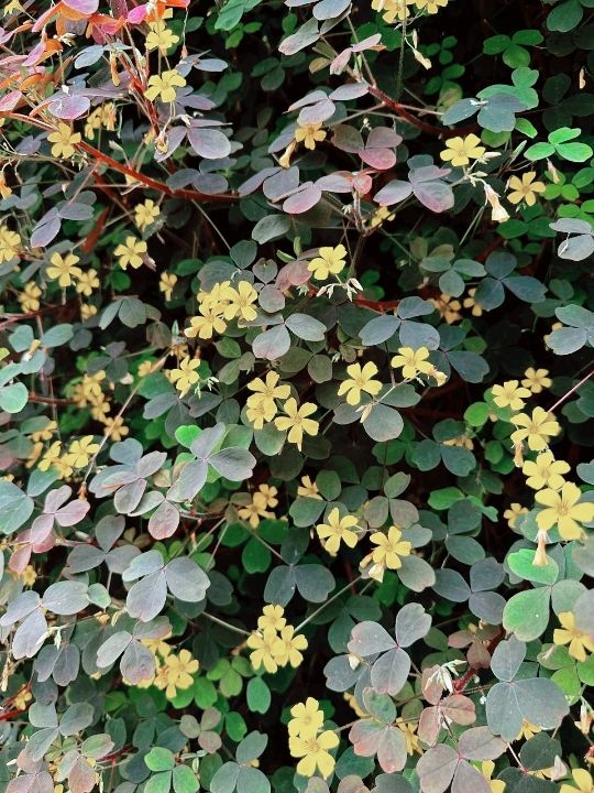 A Garden Above the Clouds: Cameron Highland Flora Park