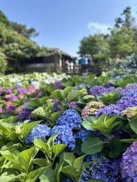 繡球花開時