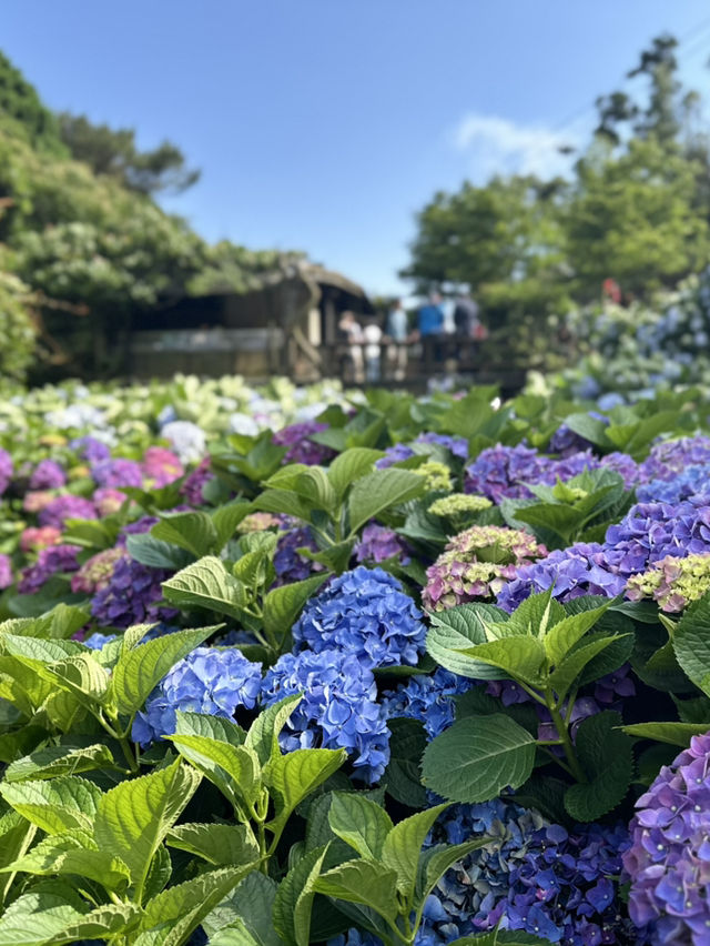 繡球花開時