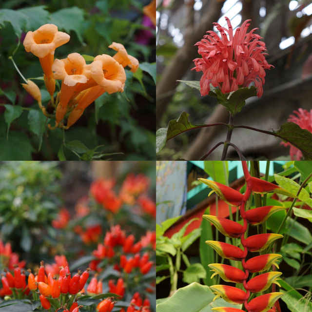 UK's Eden Project: A Must-Visit in Devon! 🌿🌎