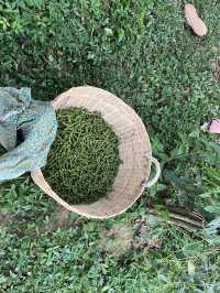 Kampot – Calm Town with Mixed Experiences