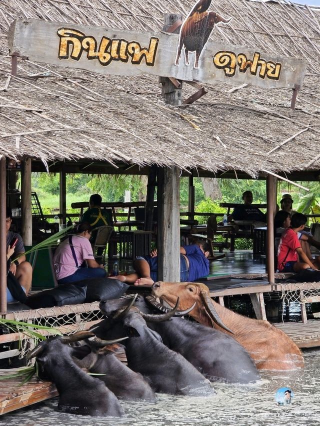 กินแฟ ดูฟาย สโลว์ไลฟ์ไปกับน้องควาย ณ หมู่บ้านอนุรั