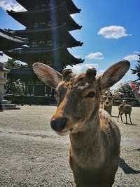 Deerly Beloved: The Day I Was Ambushed by Polite Deer in Nara, Japan