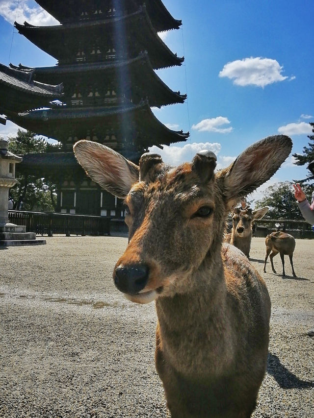 Deerly Beloved: The Day I Was Ambushed by Polite Deer in Nara, Japan