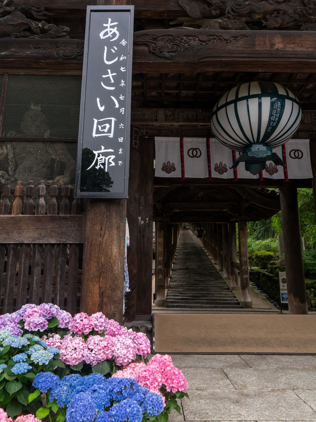 奈良の本気✨長谷寺あじさゐ回廊 今年は注意も！8枚目を見てね
