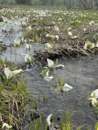 【尾瀬国立公園】湿原と高山植物に癒される、静寂のハイキング旅