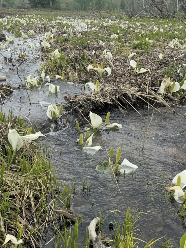 【尾瀬国立公園】湿原と高山植物に癒される、静寂のハイキング旅