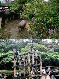 Exploring Taipei Zoo: A Fun-Filled Family Outing