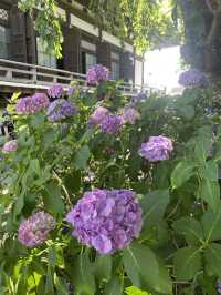 【神奈川県/鎌倉　紫陽花がキレイに咲いている穴場スポット】