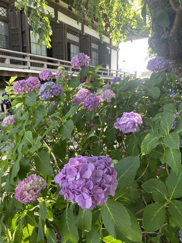 【神奈川県/鎌倉　紫陽花がキレイに咲いている穴場スポット】