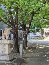 名古屋大須鬧街旁的靜謐神社〔日出神社〕⛩️🌿