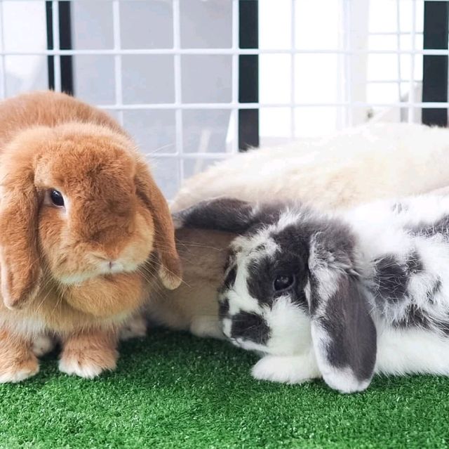 🐇 คาเฟ่บ้านกระต่าย 🛖เหมือนหลุดไปในนิยายย 🪄✨✨