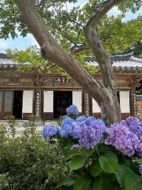 A Peaceful Stroll Through Tongdosa Temple